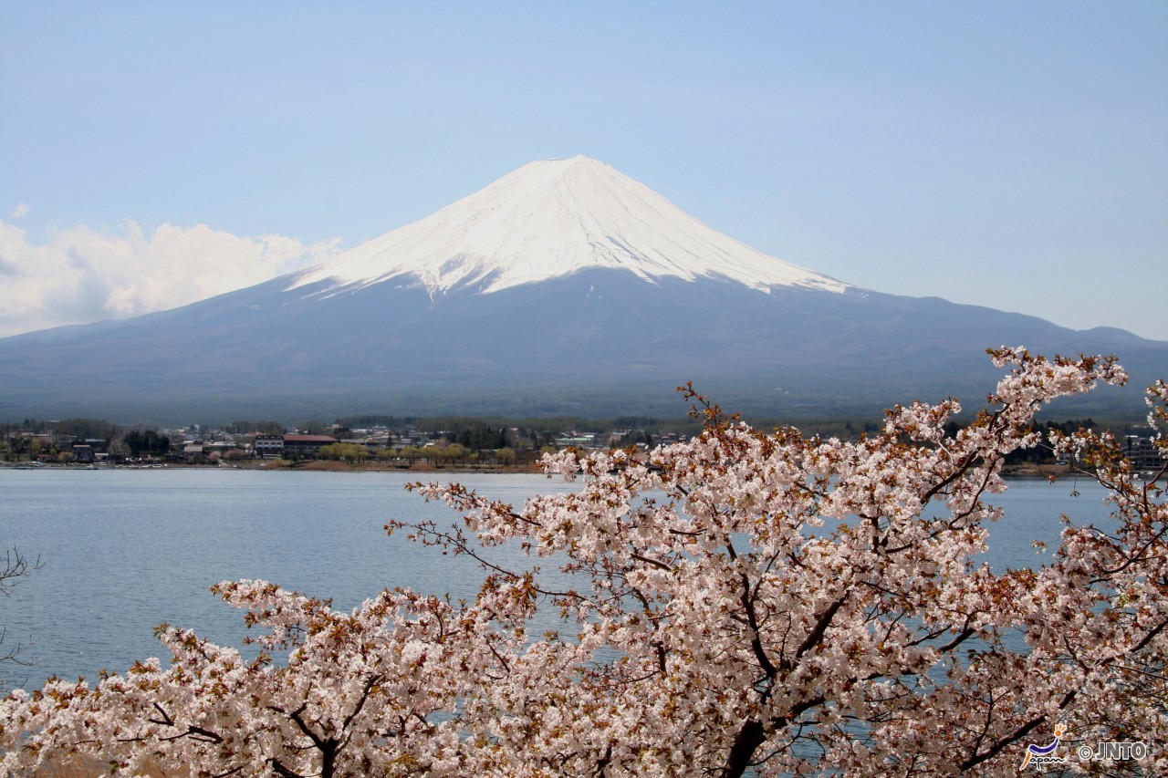 富士山与樱花.jpg