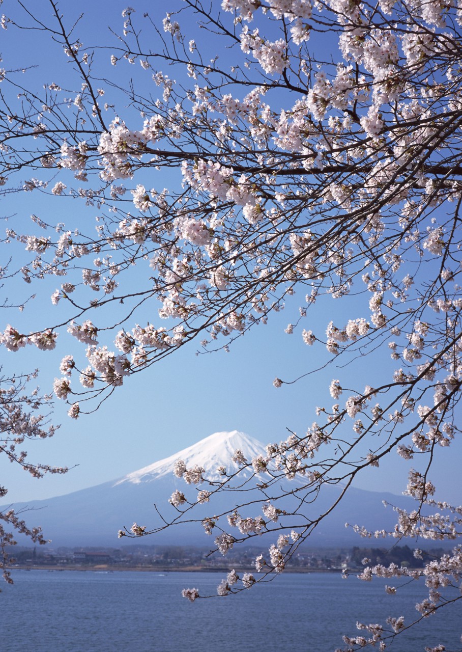 富士山与樱花.jpg